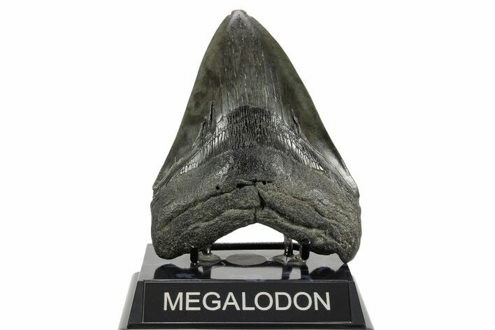 Fossil Megalodon Tooth - South Carolina #365735